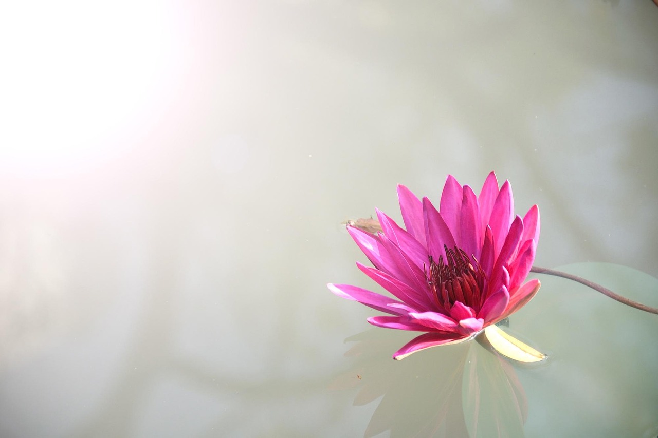 Complete Lotus365 Review Review 2027: Bonus, App, Withdrawal Tested