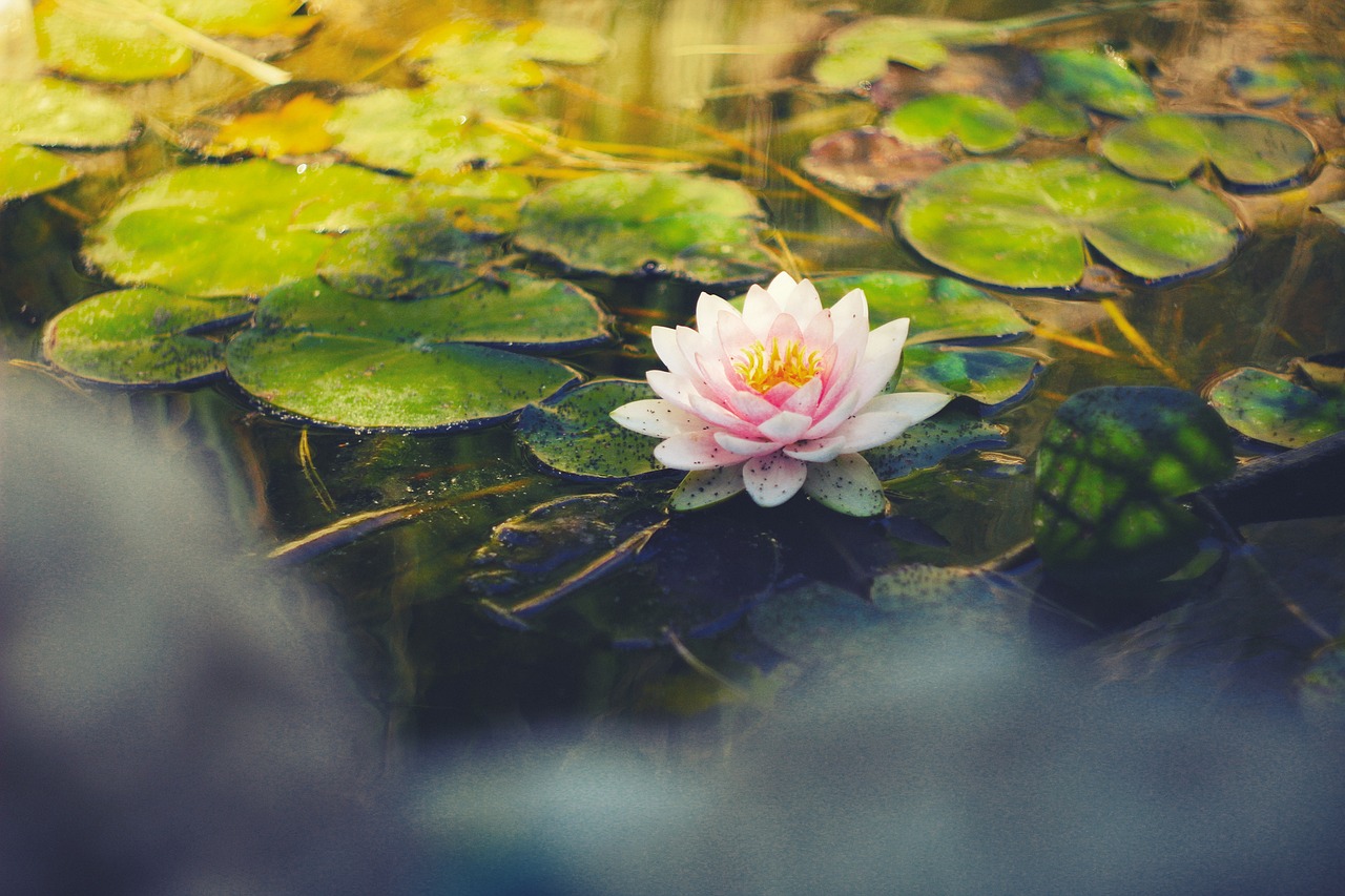 What are Lotus365 App Download: Step-by-Step Guide for India (2027)